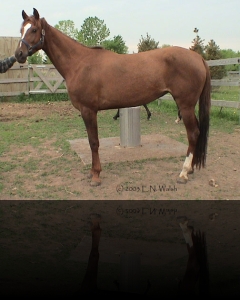 Pallas athena (Mamuk x Porgi)2000 usa_AkSakal